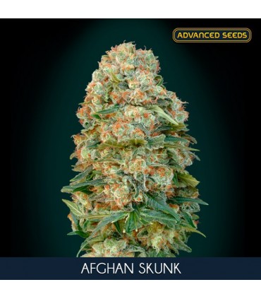 Afghan Skunk 100 u. fem. Advanced Seeds