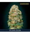 Afghan Skunk 100 u. fem. Advanced Seeds