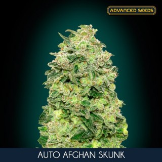 Auto Afghan Skunk 100 u. fem. Advanced Seeds