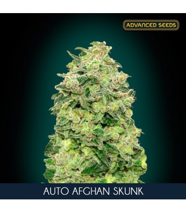 Auto Afghan Skunk 100 u. fem. Advanced Seeds