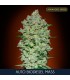 Auto Biodiesel Mass  25 u. fem. Advanced Seeds