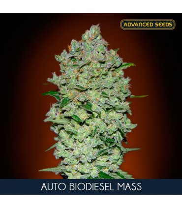 Auto Biodiesel Mass  25 u. fem. Advanced Seeds