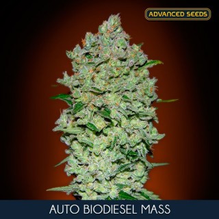 Auto Biodiesel Mass 100 u. fem. Advanced Seeds