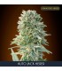 Auto Jack Herer   25 u. fem. Advanced Seeds