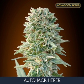 Auto Jack Herer   25 u. fem. Advanced Seeds