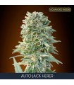 Auto Jack Herer   25 u. fem. Advanced Seeds