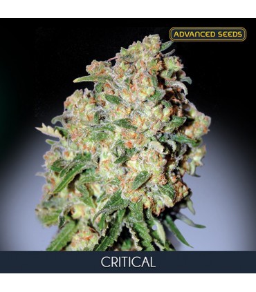 Critical 100 u. fem. Advanced Seeds