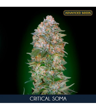 Critical Soma 100 u. fem. Advanced Seeds