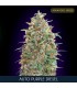 Auto Purple Diesel fem. Advanced Seeds