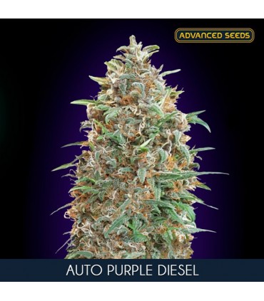 Auto Purple Diesel fem. Advanced Seeds