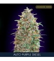 Auto Purple Diesel   10 + 3 u. fem. Advanced Seeds