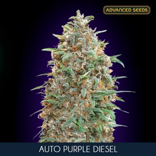 Auto Purple Diesel 100 u. fem. Advanced Seeds