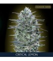 Critical Lemon fem. Advanced Seeds AGOTADO EN ORIGEN