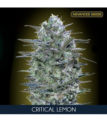 Critical Lemon  25 u. fem. Advanced Seeds AGOTADO EN ORIGEN