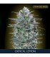 Critical Lemon 100 u. fem. Advanced Seeds AGOTADO EN ORIGEN
