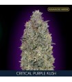 Critical Purple Kush fem. Advanced Seeds