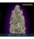 Critical Purple Kush   10 + 3 u. fem. Advanced Seeds