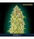 Skunk 47 fem. Advanced Seeds