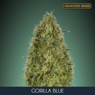 Gorilla Blue fem. Advanced Seeds