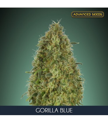 Gorilla Blue fem. Advanced Seeds