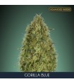 Gorilla Blue fem. Advanced Seeds