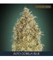 Auto Gorilla Blue fem. Advanced Seeds