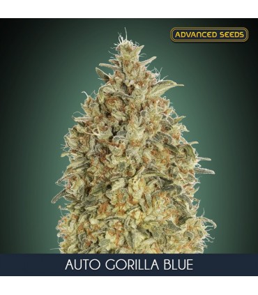 Auto Gorilla Blue   10 + 3 u. fem. Advanced Seeds