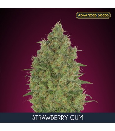 Strawberry Gum fem. Advanced Seeds
