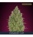 Strawberry Gum fem. Advanced Seeds