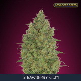Strawberry Gum   3 + 1 u. fem. Advanced Seeds