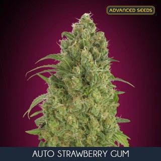 Auto Strawberry Gum   10 + 3 u. fem. Advanced Seeds