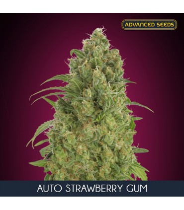 Auto Strawberry Gum   10 + 3 u. fem. Advanced Seeds