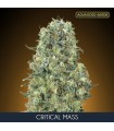 Critical Mass fem. Advanced Seeds