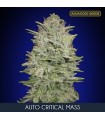 Auto Critical Mass fem. Advanced Seeds