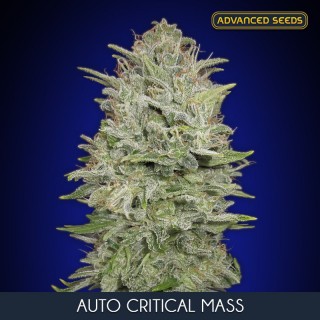Auto Critical Mass   3 + 1 u. fem. Advanced Seeds