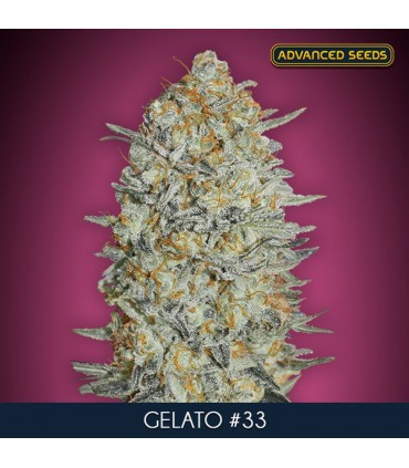 Gelato N33   3 + 1 u. fem. Advanced Seeds