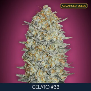 Gelato N33  10 + 3 u. fem. Advanced Seeds