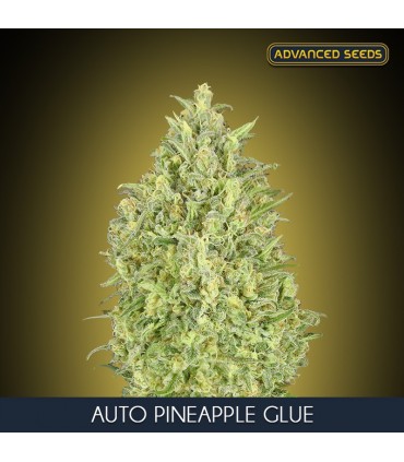 Auto Pineapple Glue    3 + 1 u. fem. Advanced Seeds