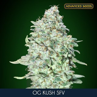 OG Kush S.F.V. fem. Advanced Seeds