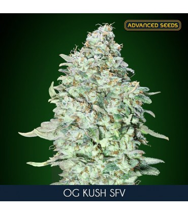 OG Kush S.F.V.   10 + 3 u. fem. Advanced Seeds