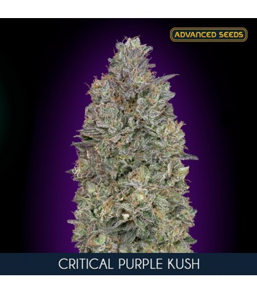 Critical Purple Kush  100 u. fem. Advanced Seeds