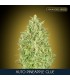Auto Pineapple Glue   25 u. fem. Advanced Seeds