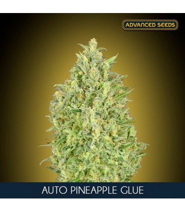 Auto Pineapple Glue  100 u. fem. Advanced Seeds