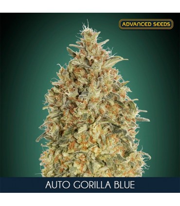 Auto Gorilla Blue   25 u. fem. Advanced Seeds