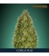 Gorilla Blue  100 u. fem. Advanced Seeds