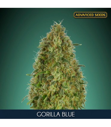 Gorilla Blue  100 u. fem. Advanced Seeds