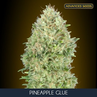 Pineapple Glue     Blister 1 u. x 10 fem. Advanced Seeds