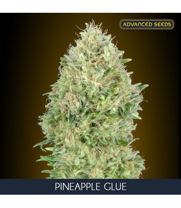 Pineapple Glue     Blister 1 u. x 10 fem. Advanced Seeds