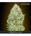 Pineapple Glue   25 u. fem. Advanced Seeds