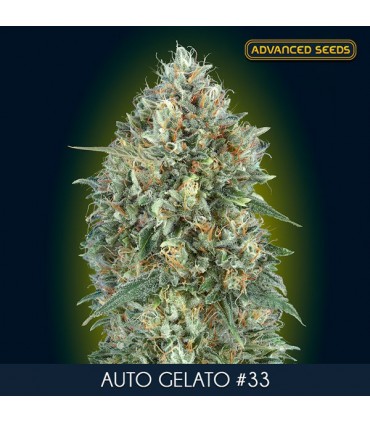 Auto Gelato N33 fem. Advanced Seeds